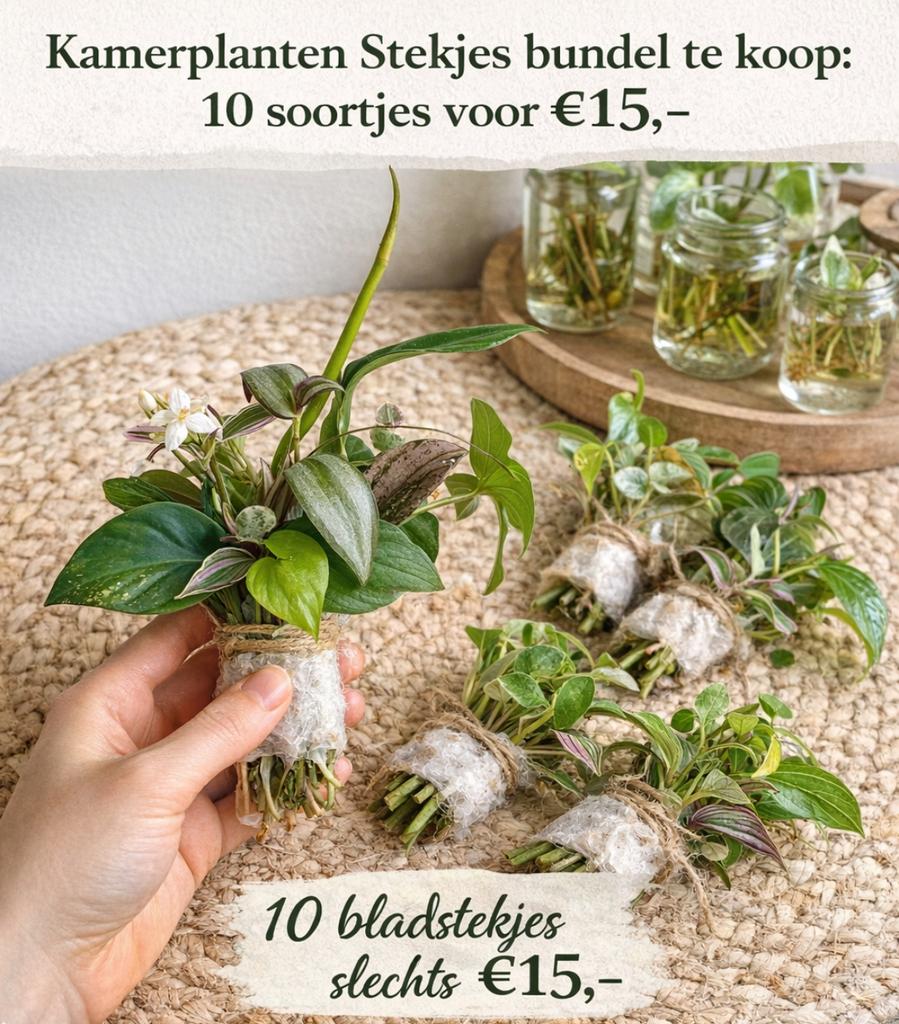 Kamerplanten Stekjes Bundel: 10 Soorten voor €15,-, Overige soorten, Minder dan 100 cm, Groene kamerplant, Halfschaduw