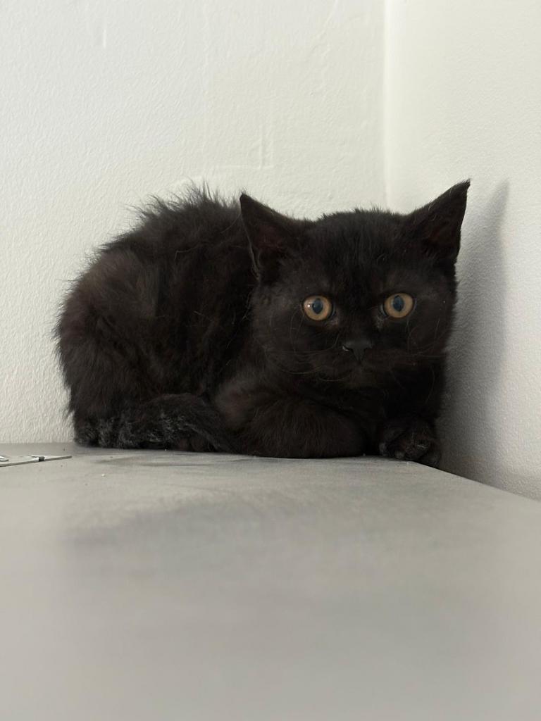 Selkirk Rex poesjes, Poes, Kortharig, 0 tot 2 jaar