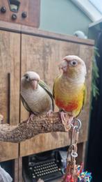 2 pyrrhuras inclusief toebehoren, Dieren en Toebehoren, Meerdere dieren, Papegaai, Pratend