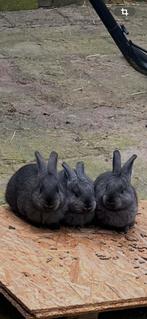 Mogen weg, Ophalen of Verzenden, Overige typen