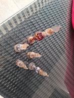 Set van 5 Egyptische parfumflesjes - Handgemaakt glas, Ophalen of Verzenden, Gebruikt