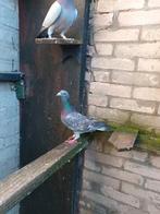 Mooie jonge  late duivin  kleur postduif rubella, Dieren en Toebehoren, Vrouwelijk, Postduif