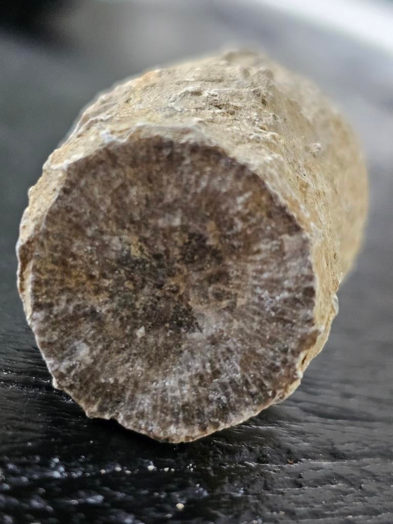 Fossiel hoorn koraal, Verzamelen, Mineralen en Fossielen, Ophalen of Verzenden, Fossiel