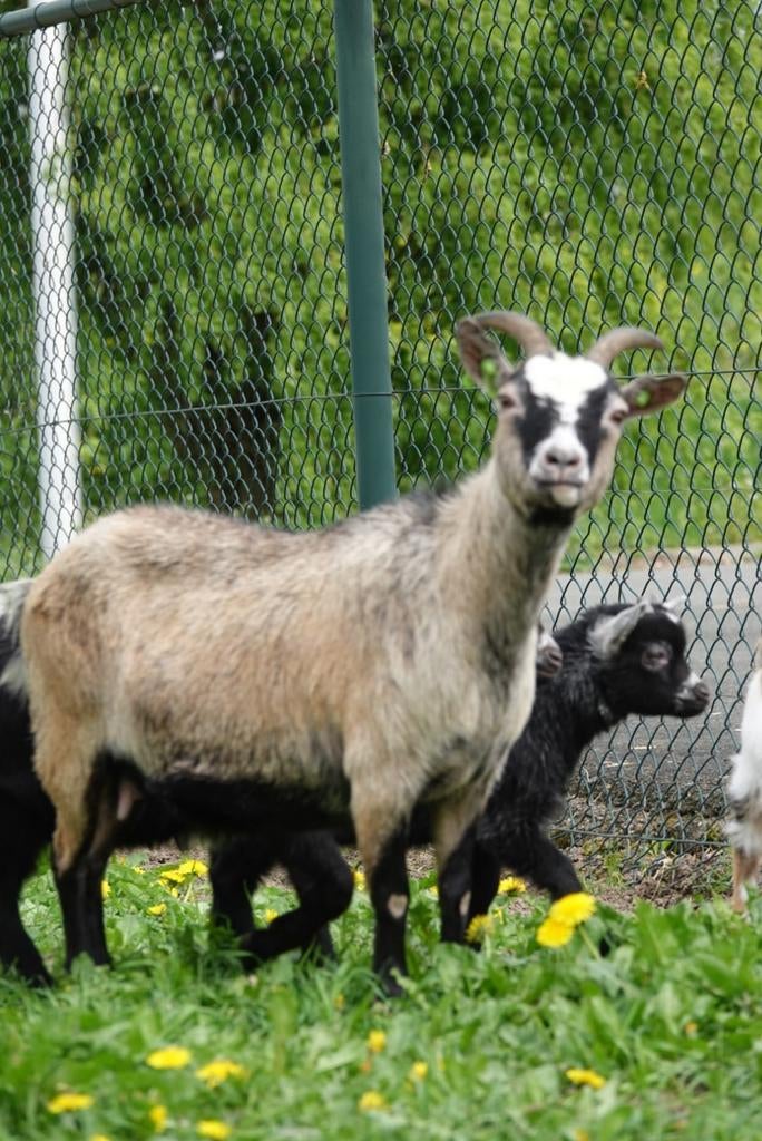 Verschillende hele leuke dwerggeiten te koop!, Meerdere dieren, Geit, 0 tot 2 jaar