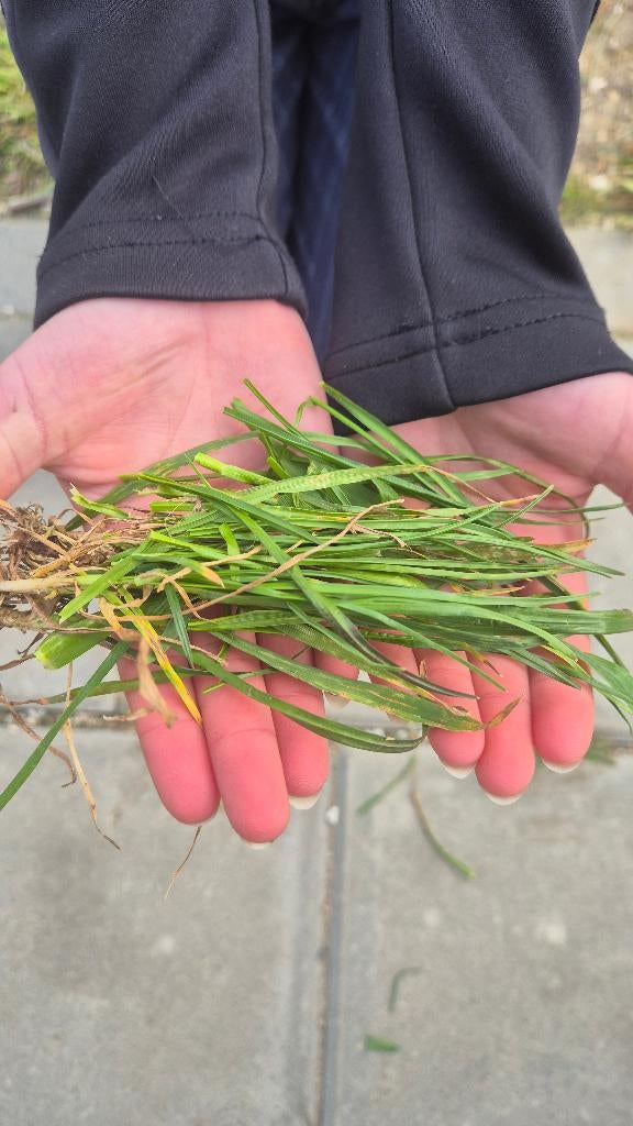 Gras, Bloeit niet, Palmboom, 400 cm of meer, Ophalen