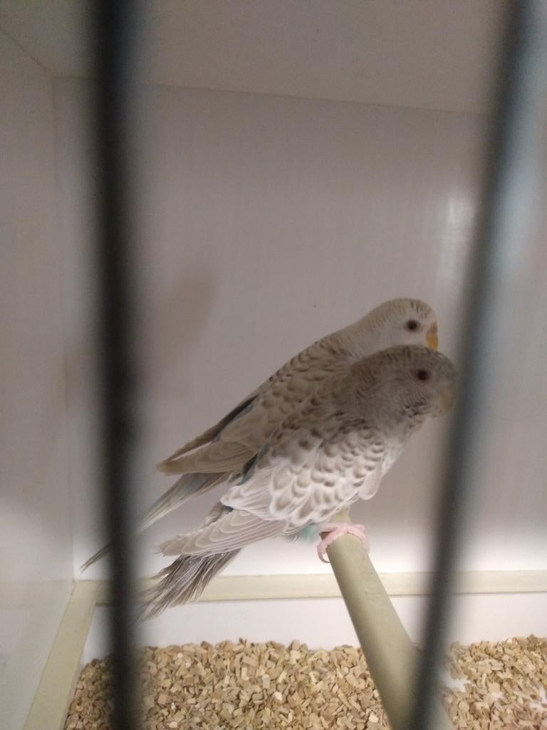 Blackface dun fallow split bw x dun fallow bw split bf, Dieren en Toebehoren, Meerdere dieren, Parkiet, Geringd