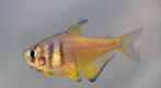 Rode rio geel - Koidream Valburg, Vis, Zoetwatervis