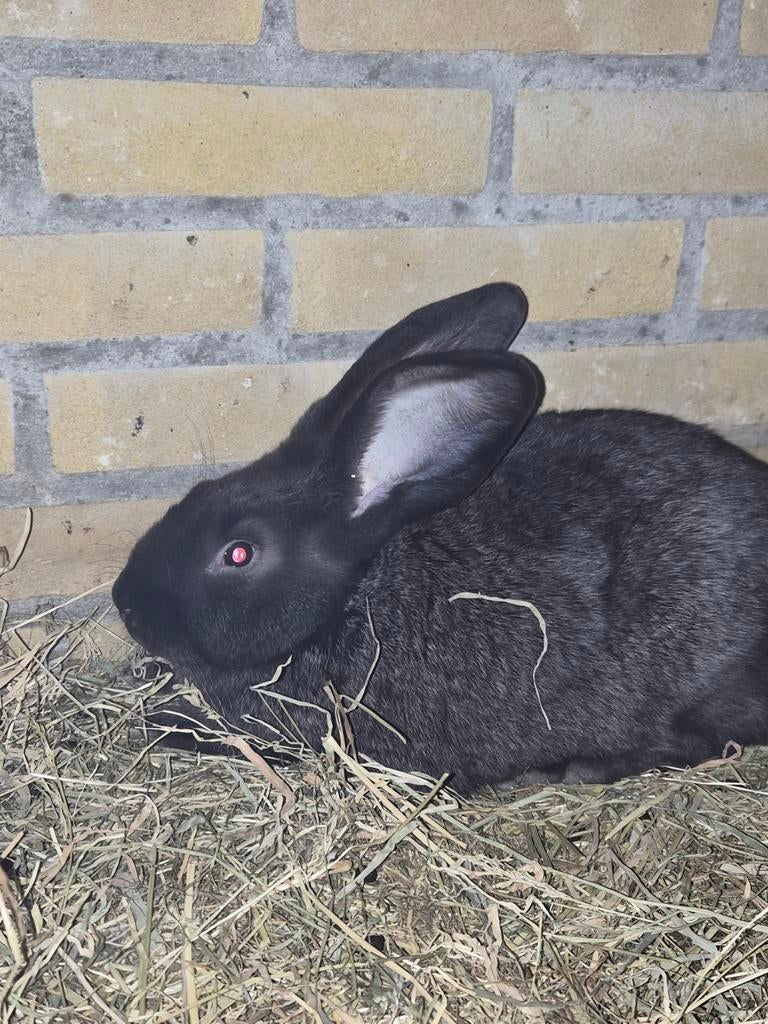 2 duitse reuzen nog beschikbaar., Ophalen of Verzenden, Minder dan 75 cm, Kooi, Minder dan 60 cm