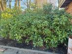 Gratis 6 flinke Rhododendrons - Zelf uitgraven!, Ophalen, Halfschaduw, Overige soorten, Lente