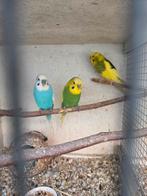 3 gezond grasparkieten 2 poppen en een man, Dieren en Toebehoren, Vogels | Parkieten en Papegaaien, Meerdere dieren, Parkiet