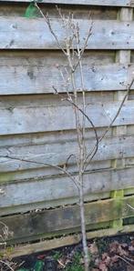 Jonge Appelboom - Klaar voor Bloei en Groei, Ophalen, Lente, Volle zon, In pot