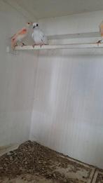 Bonte diamant duif man te koop, Mannelijk, Overige soorten