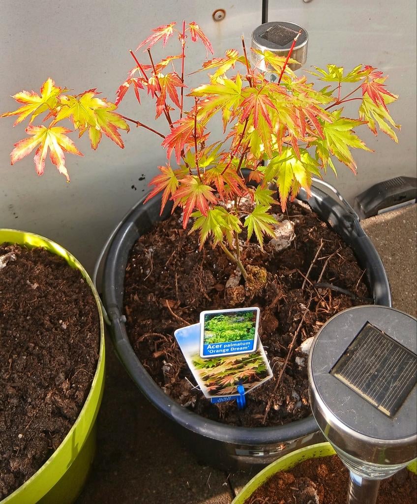 Acer Orange dream esdoorn te koop, Tuin en Terras, Planten | Bomen, Ophalen, Bloeit niet, Halfschaduw, Overige soorten