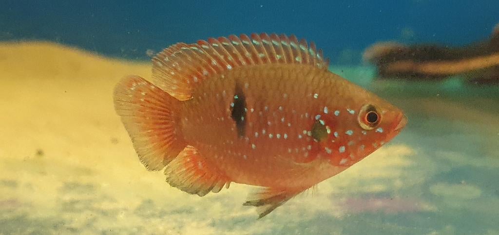 Aquarent/ rode acara / aquarium, Ophalen, Nieuw