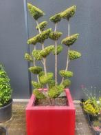 Bonsai taxusmet multi bollen in plantenbak, Bloeit niet, 100 tot 250 cm, Zuilboom, Ophalen