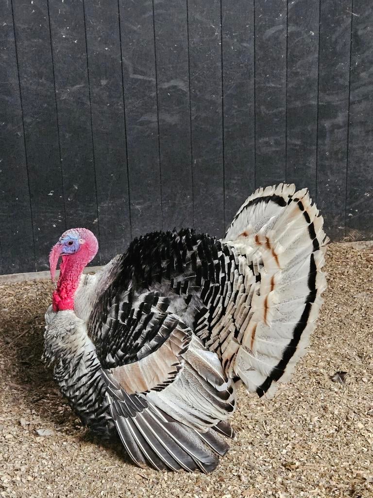 Te koop mooie ronquires kalkoen haan, Dieren en Toebehoren, Pluimvee, Mannelijk, Kalkoen