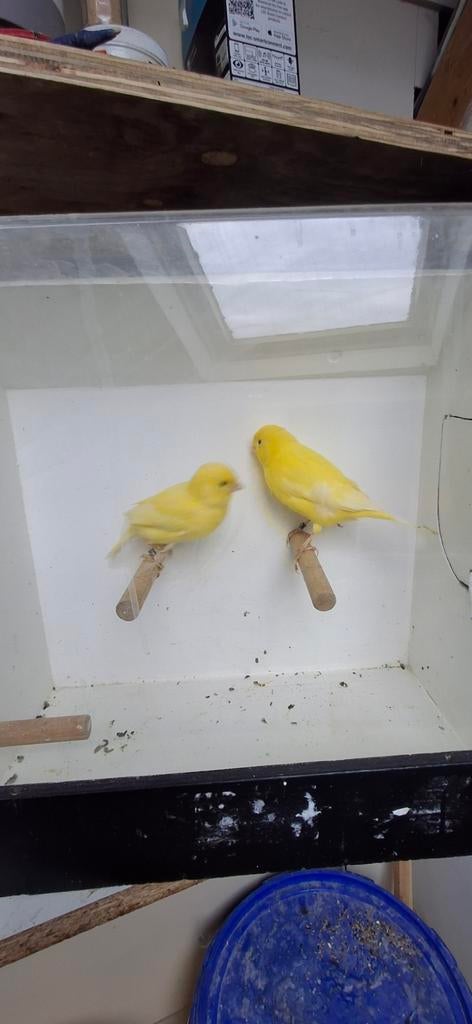 Kanaries mannen  schimmel en intensief, Dieren en Toebehoren, Vogels | Kanaries