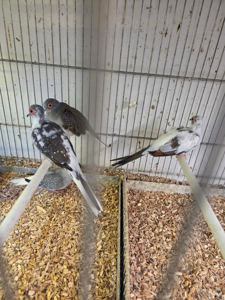 Bonte diamant duuf doffers, Meerdere dieren, Overige soorten