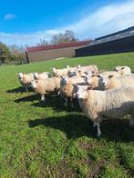 Drachtige swif/tex ooien, Dieren en Toebehoren, Schapen, Geiten en Varkens, Vrouwelijk, Schaap