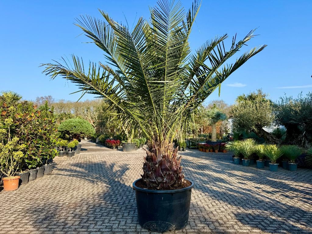 Jubaea chilensis - Chileense wijnpalm met 100 cm stamhoogte, Tuin en Terras, Ophalen of Verzenden, 250 tot 400 cm, Zomer, Palmboom
