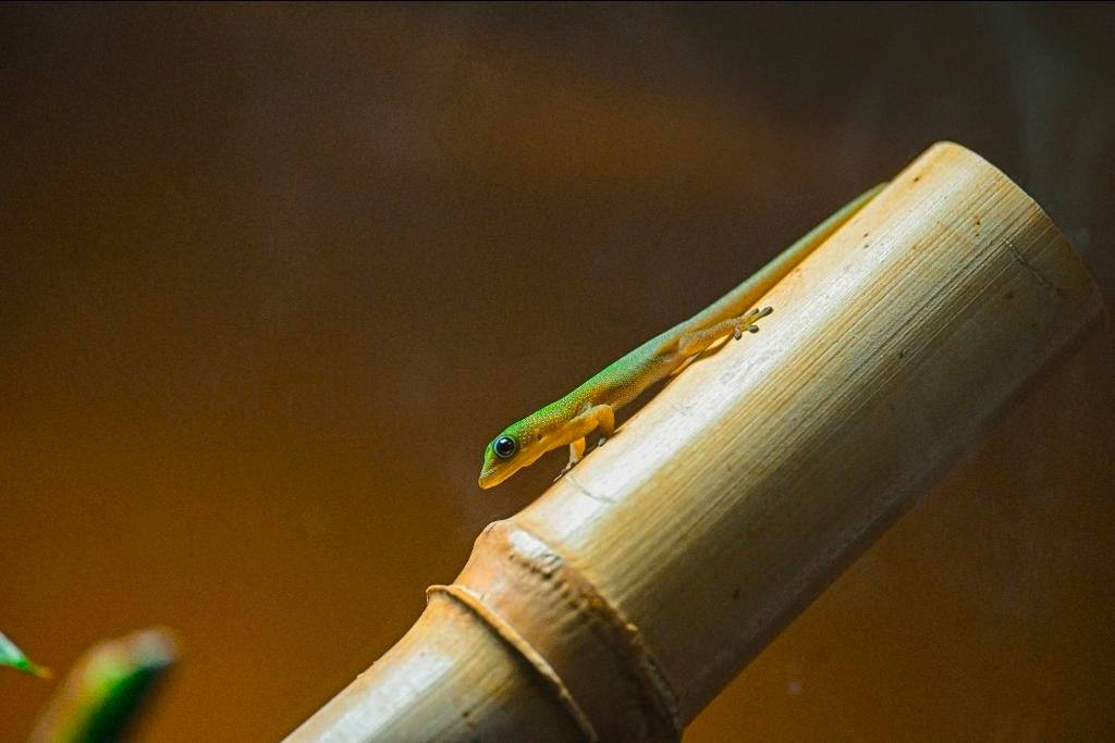 Meerdere nakweek Goudstofdaggekko's (Phelsuma Laticauda), Hagedis, Met terrarium, 0 tot 2 jaar