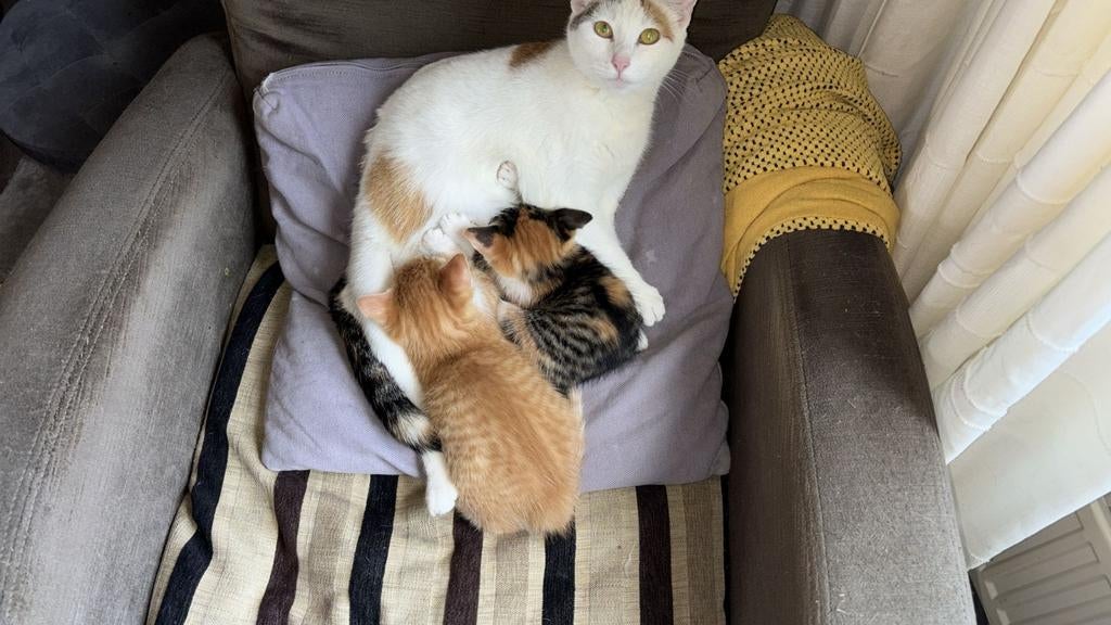 Kittens, Dieren en Toebehoren, Hondenmanden, Overige, Ophalen