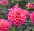 Heel veel verschillende soorten dahlia knollen, zie fotos, Ophalen of Verzenden, Volle zon, Knol