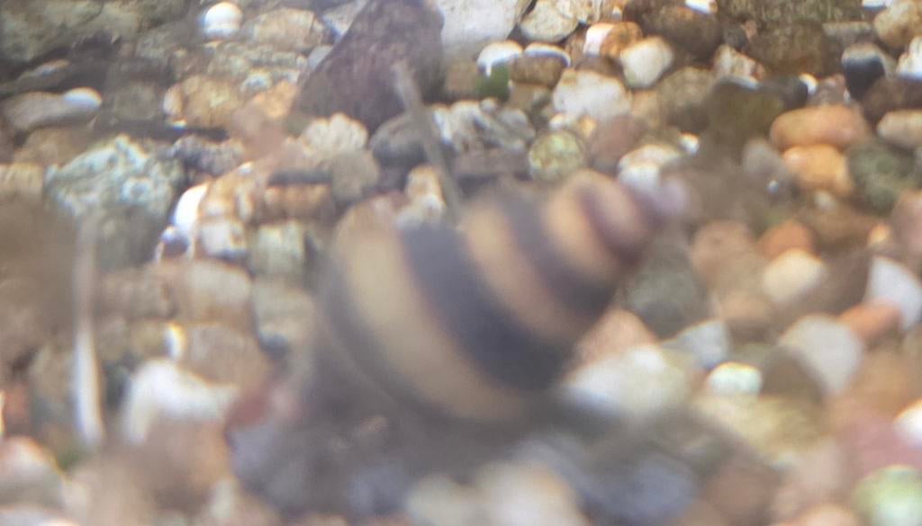 Anatome helena slakken, Slak of Weekdier