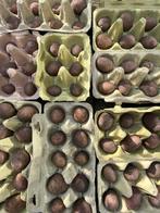 Biologische Pootaardappelen Alouette en Oscar Bim per 0,5 kg, Ophalen, Groenteplanten, Eenjarig, Halfschaduw