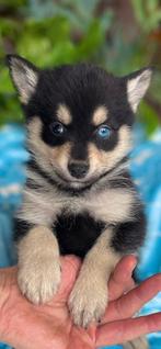 Pomsky pups vanaf half maart beschikbaar, Parvo, Overige rassen, 8 tot 15 weken, Meerdere
