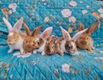 Jonge vlaamse reus x duitse reus konijntjes super lief, Dieren en Toebehoren, Konijnen, Meerdere dieren, Groot, 0 tot 2 jaar