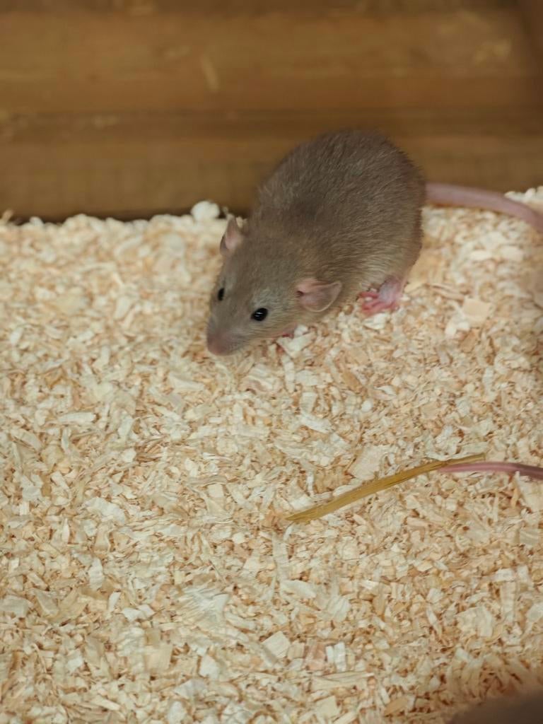 Lieve rittens vrouw te koop ::, Rat, Maart, Vrouwelijk, Tam