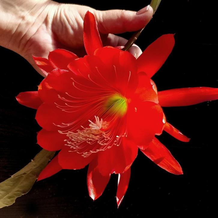 cactus - Epiphyllum Red Tip - bladcactus, Huis en Inrichting, Kamerplanten, Cactus, Minder dan 100 cm, Volle zon, Ophalen of Verzenden