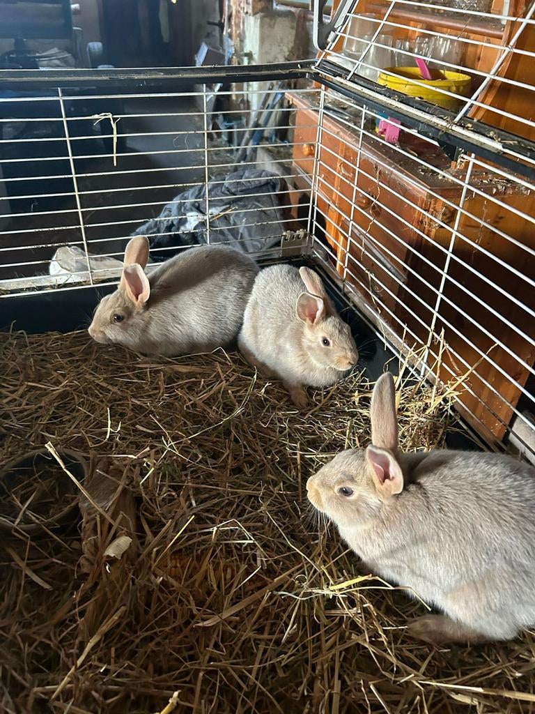 3 leuke jonge konijntjes  ( vrouwtjes ), Vrouwelijk