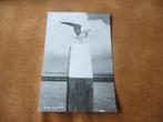 TEXEL  =  VOGELVRIJ  - MEEUW, Ophalen of Verzenden, 1940 tot 1960, Gelopen, Waddeneilanden