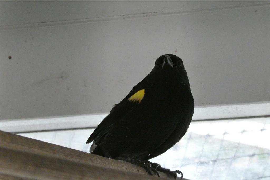 Gezocht Pop geelschouder troepiaal, Dieren en Toebehoren, Vogels | Overige Vogels, Vrouwelijk