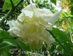 Brugmansia Shredded White Fantasy - Bewortelde stekken, Tuin en Terras, Ophalen of Verzenden, Overige soorten, Volle zon