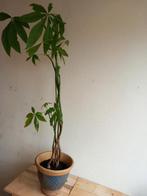 Pachira met mooie pot., Ophalen, Halfschaduw, Minder dan 100 cm