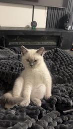 Britse korthaar Kitten 14 weken, Kater, Kortharig, 0 tot 2 jaar