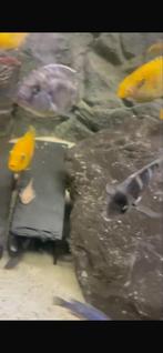 Verschillende cichlide vissen, Vis