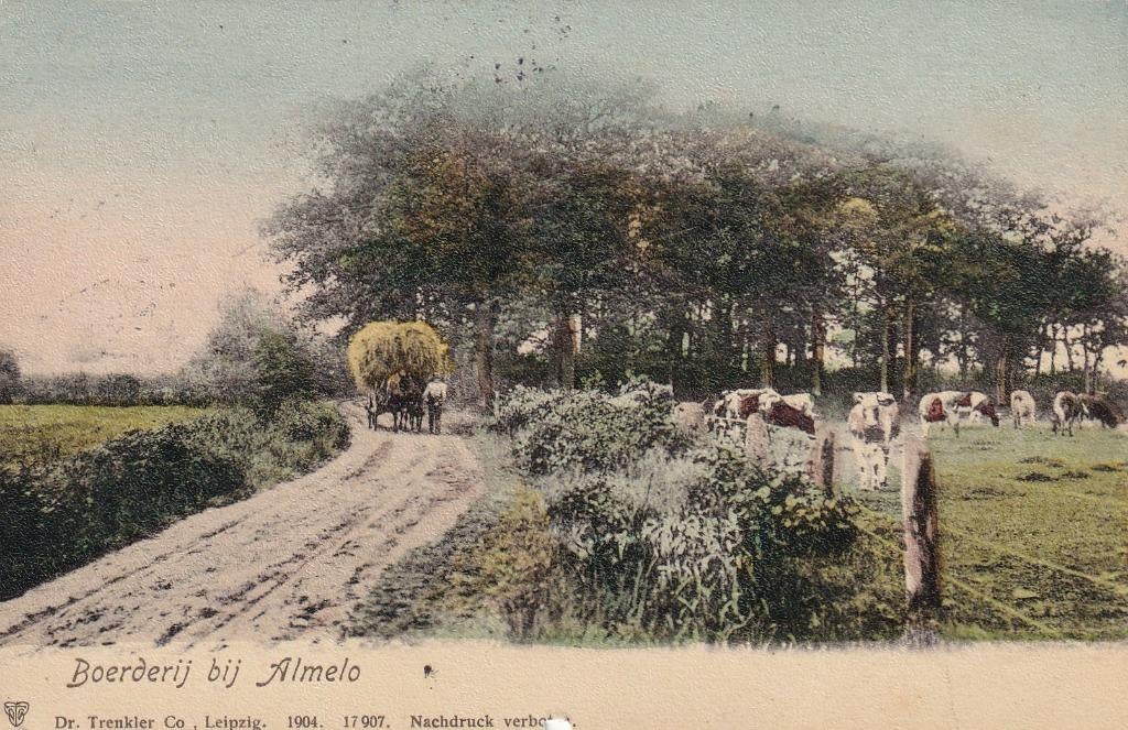Almelo, Koeien,1911., Verzenden, Voor 1920, Gelopen, Overijssel