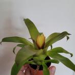 Mini bromelia, Ophalen of Verzenden, Halfschaduw, Minder dan 100 cm