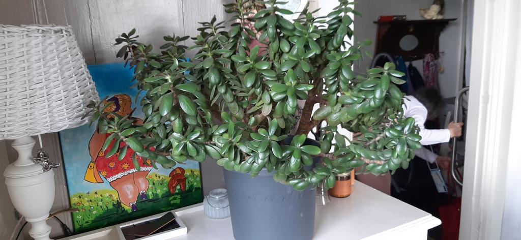 Crassula ovata , jadeplant jade plant, Ophalen, Zo goed als nieuw