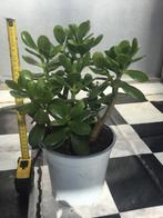 Crassula Ovata, Huis en Inrichting, Ophalen, Halfschaduw, Minder dan 100 cm