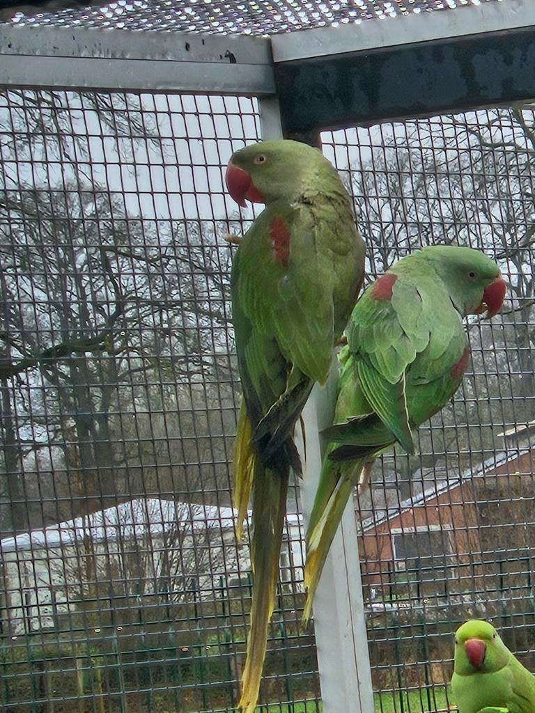 Rec grijsgroene alexanderparkiet, Dieren en Toebehoren, Vogels | Parkieten en Papegaaien, Mannelijk, Papegaai, Geringd