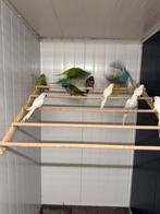 Te koop veel kleuren halsbandparkieten, Meerdere dieren, Parkiet