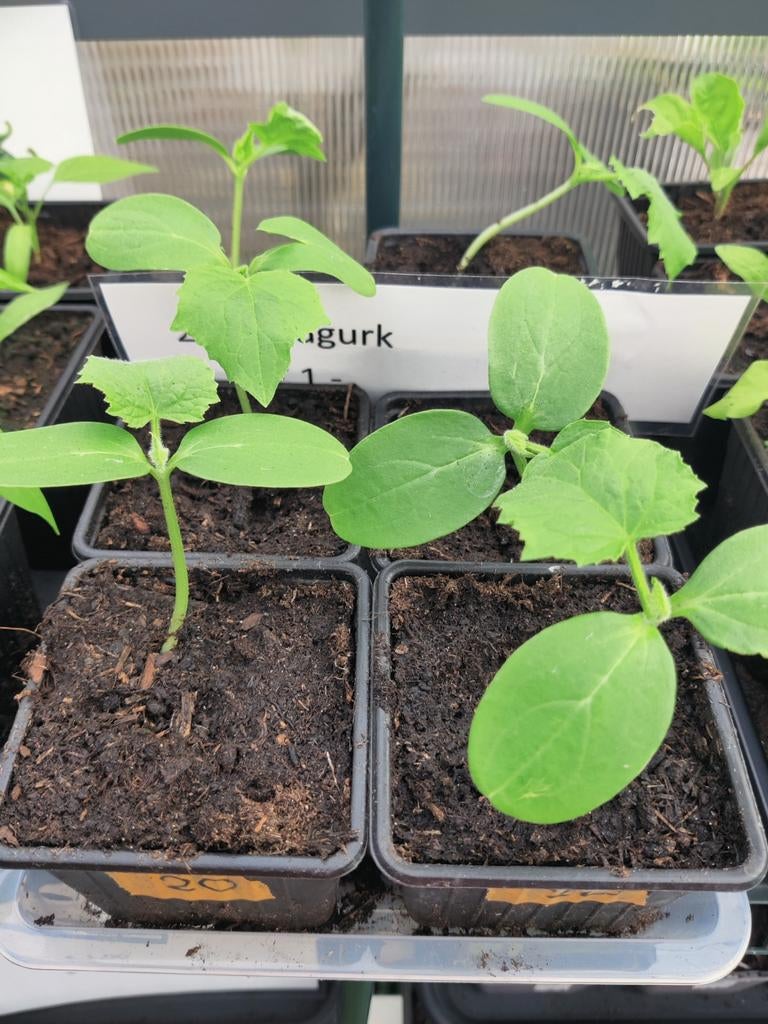 Augurk moestuin plant, Ophalen, Eenjarig, Groenteplanten, Volle zon