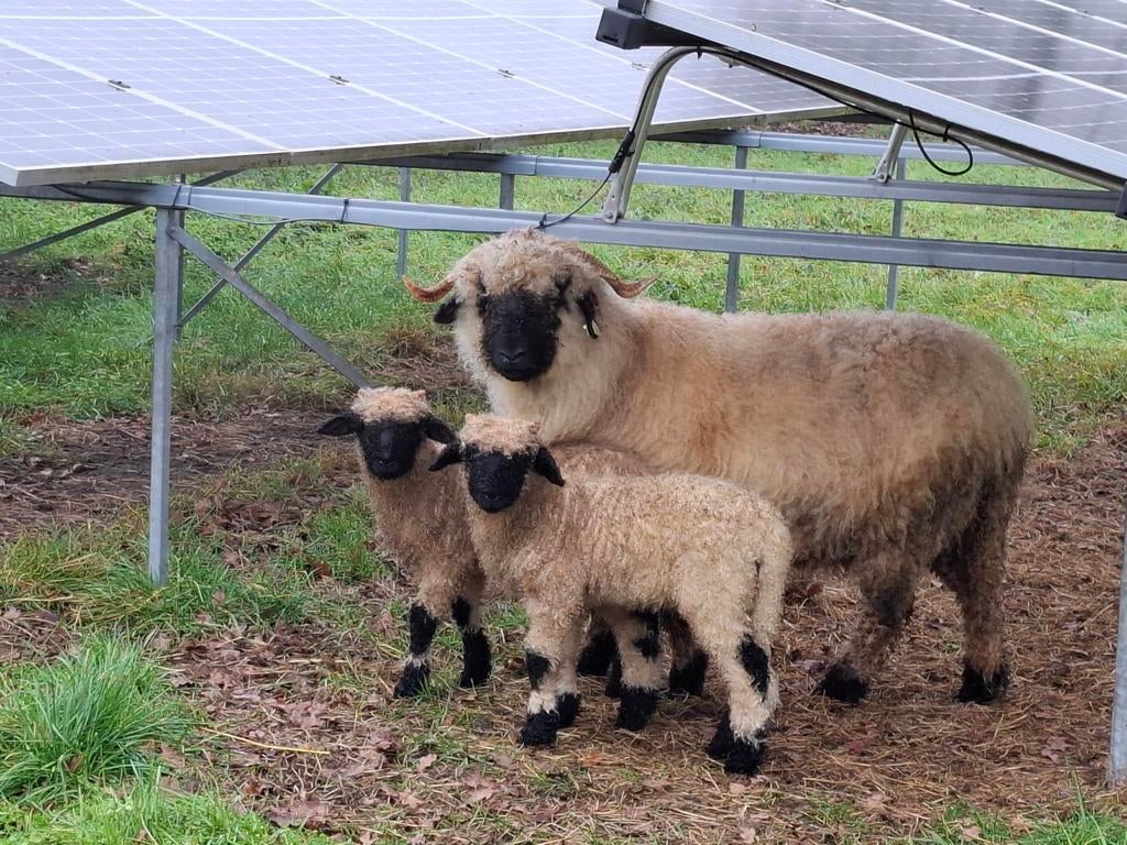 2 Walliser Schwarznase stamboekooien, zwoegervrij, Meerdere dieren, Schaap
