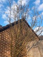 Perenboom, Ophalen, 100 tot 250 cm