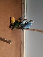 Dwergpapagaaitjes 4 stuks, Geslacht onbekend, Dwergpapegaai of Agapornis, Geringd